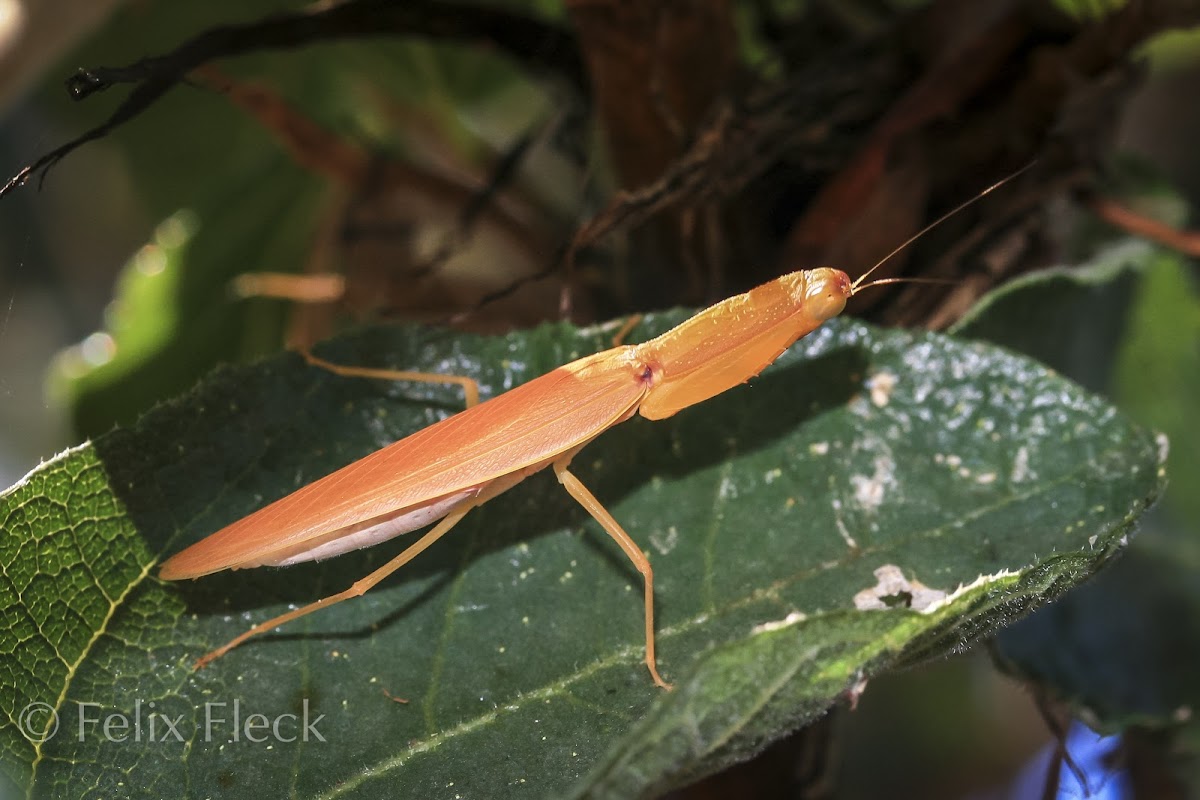 Garden Mantis