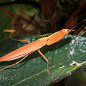 Garden Mantis