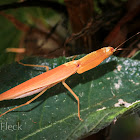 Garden Mantis