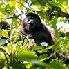 Howler Monkey