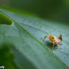 Coppery Leafhopper Nymph