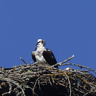 Osprey on nest