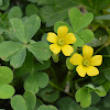 Yellow wood sorrel