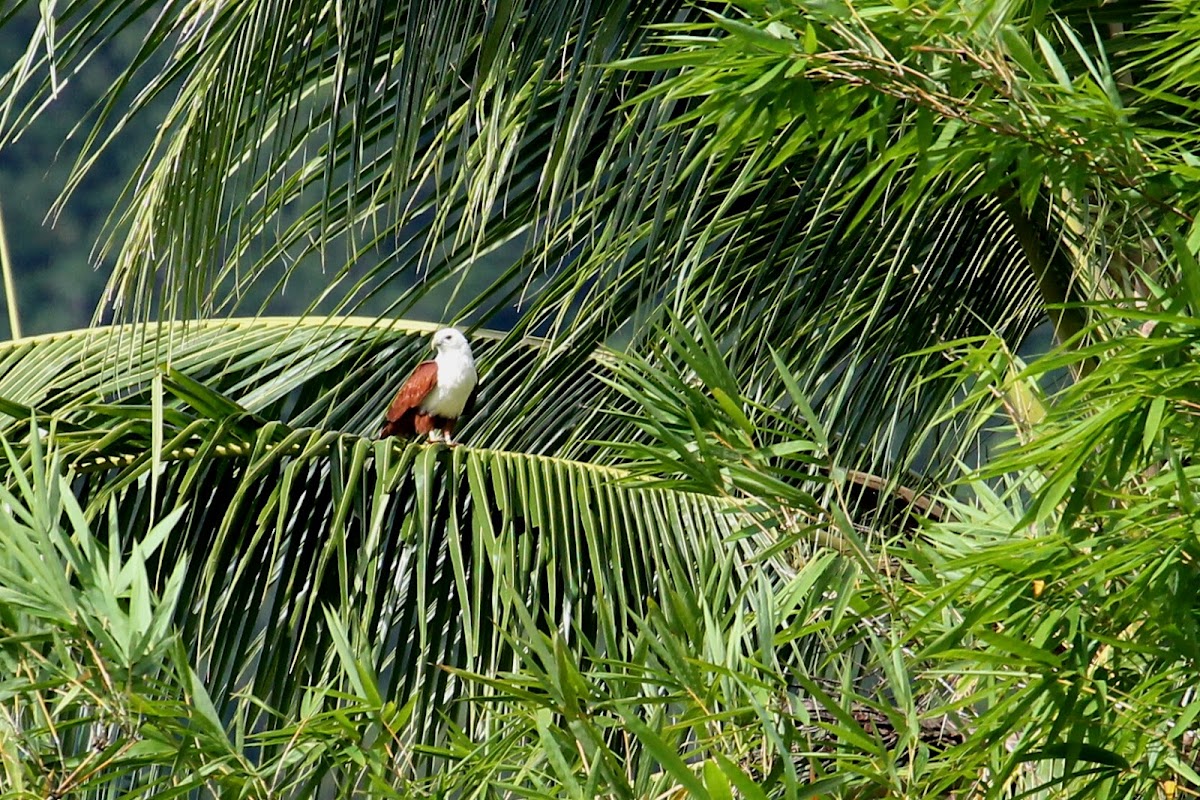 Brahminy kite