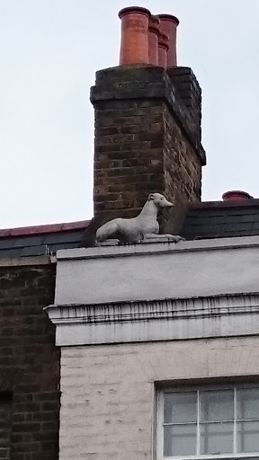 Dog On A Roof