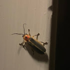 Lightning bug/firefly