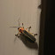 Lightning bug/firefly