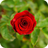 Red Rose Wallpaper icon