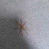 Hobo Spider