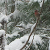 House Finch