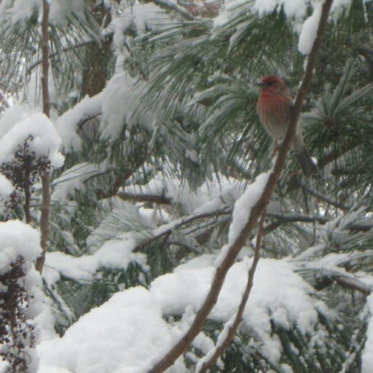 House Finch