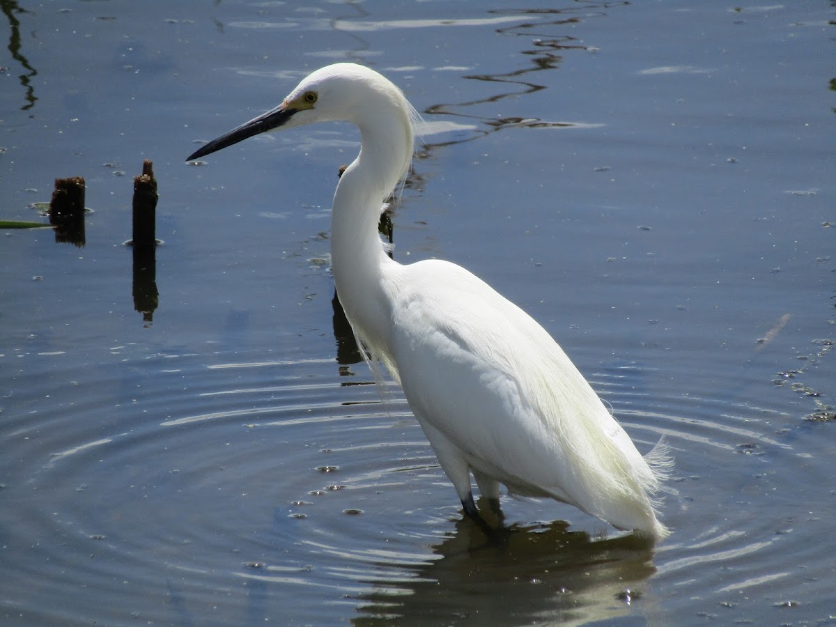 Snowy Egret