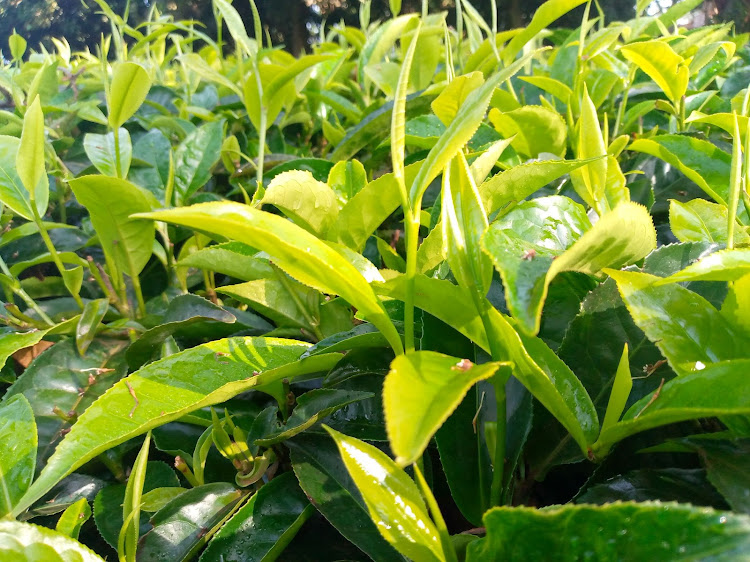 Tea leaf plantation in Embu.