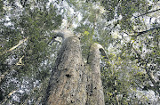 An Outeniqua yellowwood tree (Afrocarpus falcatus) in the Knysna forest.