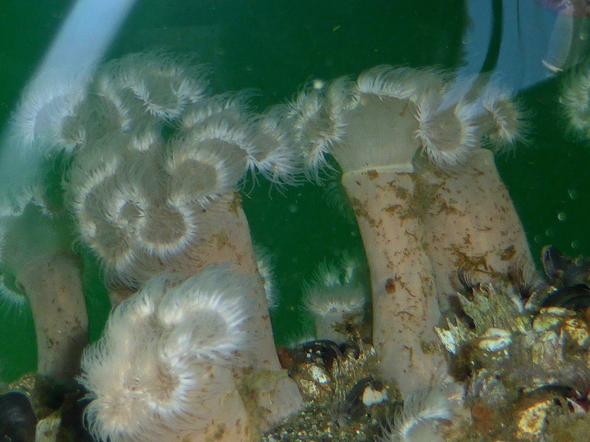 Plumose Anemone