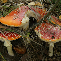 Amanita muscaria di 