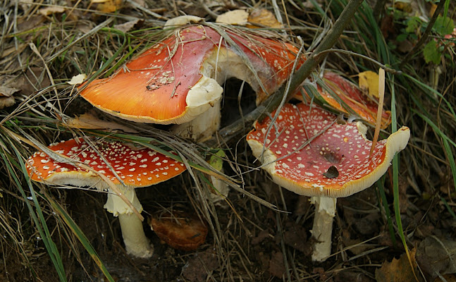 Amanita muscaria di danilo56