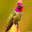 Hummingbird Wallpaper New Tab Theme