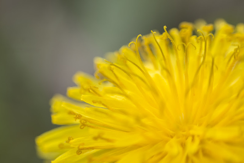 Giallo Particolare di Alessandro Olioso ©