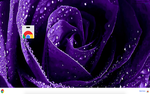 Purple Rose