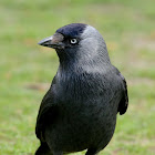 Jackdaw