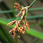 Softstem bulrush