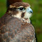 Peregrine falcon