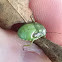 Green Stink Bug nymph