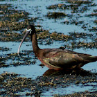 Glossy Ibis