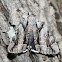 Widow Underwing Moth