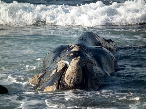 Whale found beached in Cape Town