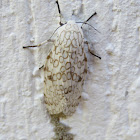 Giant Lepoard moth