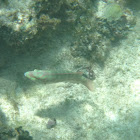 Clown Wrasse