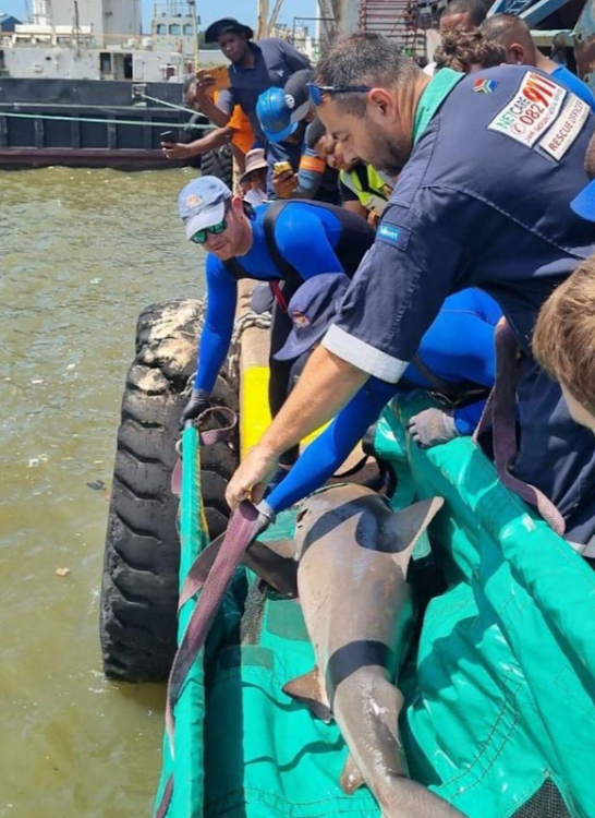 Two Zambezi sharks were rescued after they were trapped in the dry dock in Durban harbour.