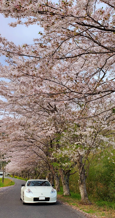 フェアレディZの桜・フェアレディZ・Z34・春・桜とコラボに関するカスタム事例の投稿画像4枚目
