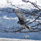 Downy Woodpecker