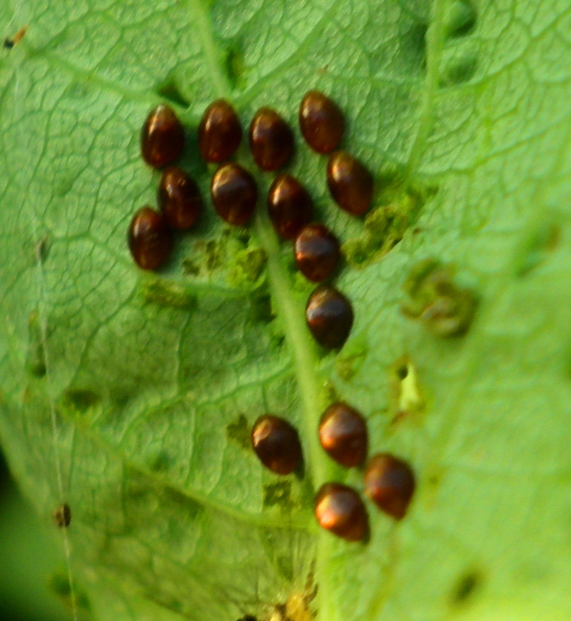 Lady bug egg