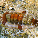 Chiton