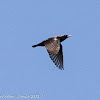 Spotless Starling; Estornino Negro