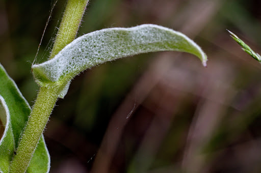 Helichrysum foetidum