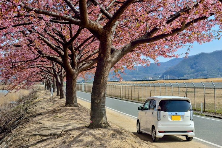 N-WGN カスタムの岡山・児島湖花回廊・河津桜花見会・河津桜・岡南飛行場に関するカスタム事例の投稿画像10枚目