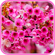 Download Sakura blossoms wallpaper Japanese Garden For PC Windows and Mac 1.2