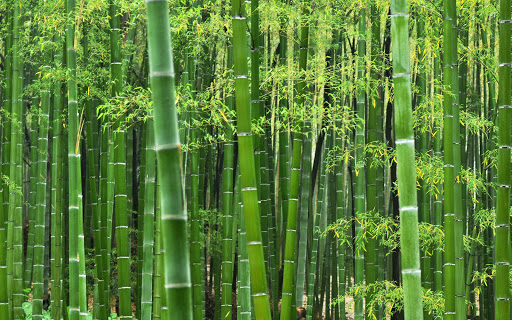 Bamboo Live Wallpaper