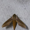 Tersa sphynx moth