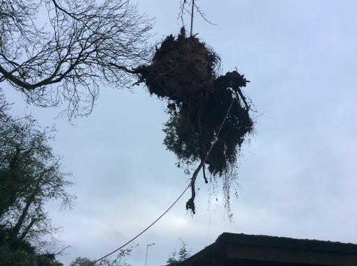 Emergency Tree Removal in Basingstoke