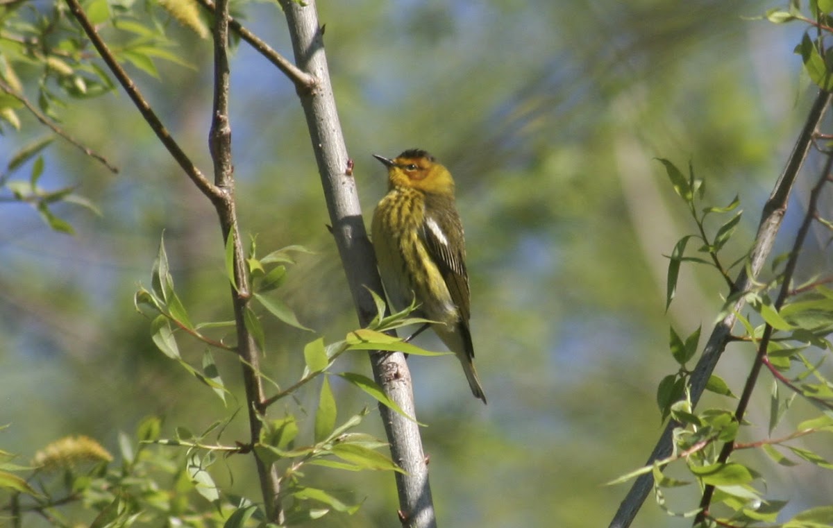 Cape May Warbler