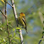 Cape May Warbler