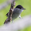 Blackcap