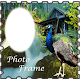 Download Peacock Bird Photo Editor Latest For PC Windows and Mac 1.0