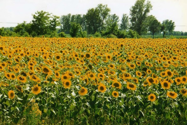 CALORE COLORE ...W IL GIRASOLE di clack